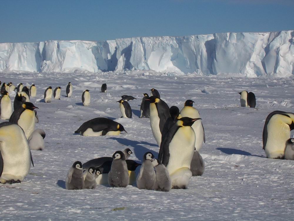 Животные антарктиды доклад 4 класс